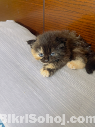 Persian female cat kitten